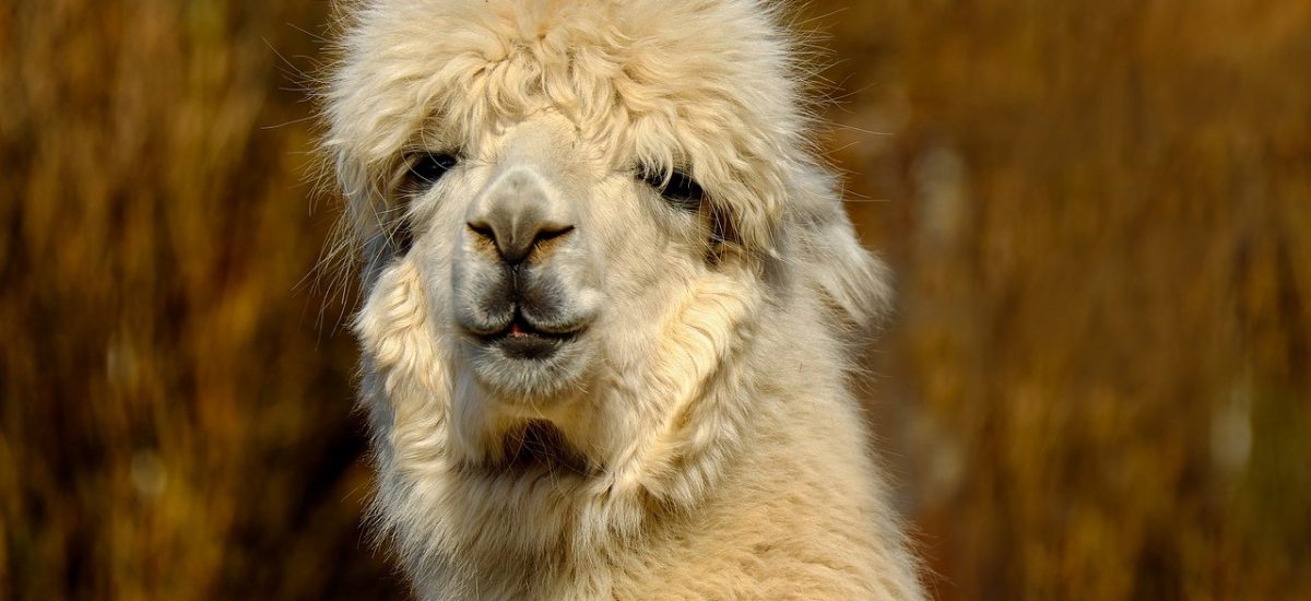 alpaca-2214504_1280 Arequipa Peru Guide