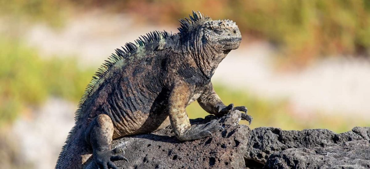 A large iguana is perched on top of a rock in Ecuador.