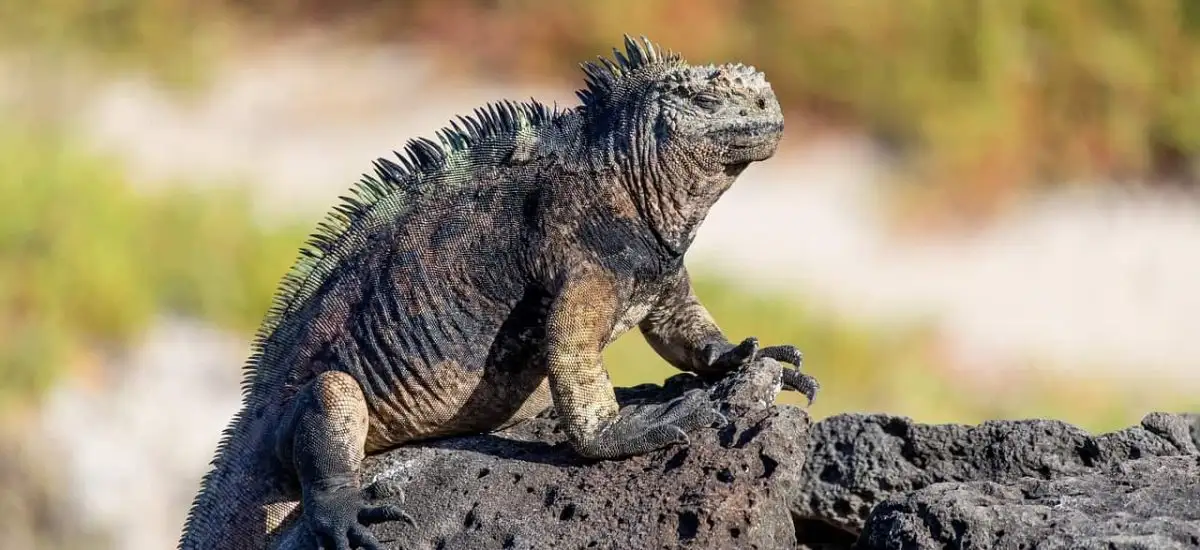 A large iguana is perched on top of a rock in Ecuador.