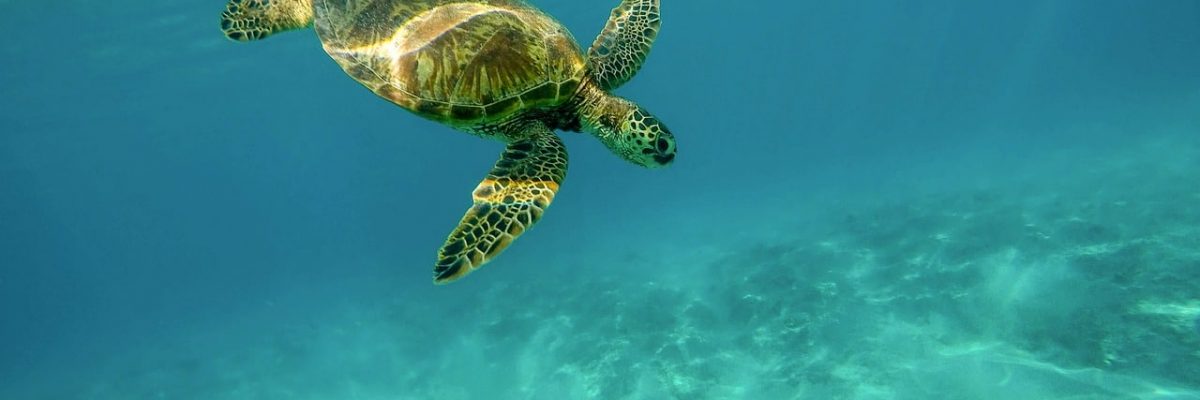 Adventures in Mexico | Akumal Glamping | Glamping in the Riviera Maya Mexico Travel Guide| Akumal Glamping | Glamping in the Riviera Maya